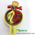 SELL 12435 Medical Science Model Kidney Section, Nephron and Glomerulus, Anatomy Models > Urinary Modelss